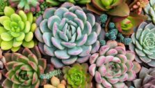 Biofilia: o que é?