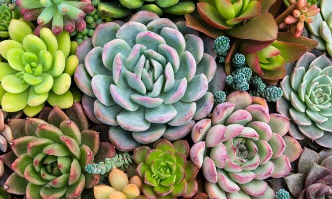 Biofilia: o que é?