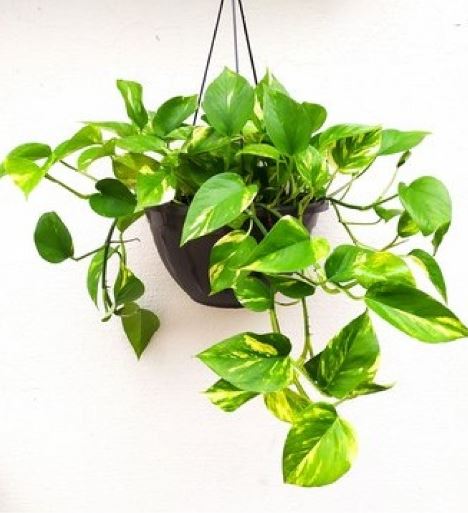 biofilia